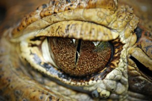 look crazy-making alligators in the eye